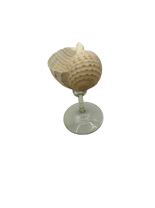 Shell glas