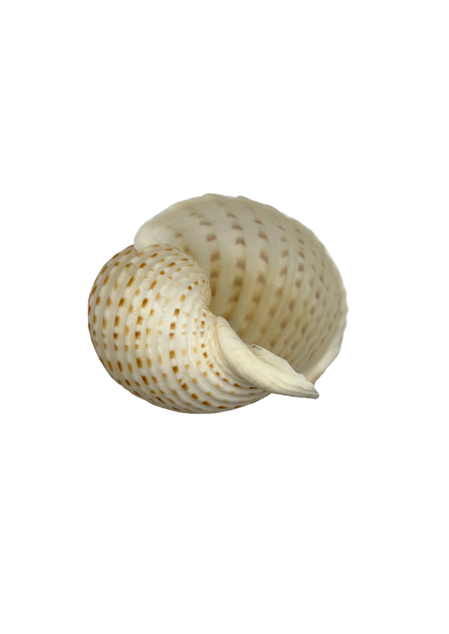 Shell glass