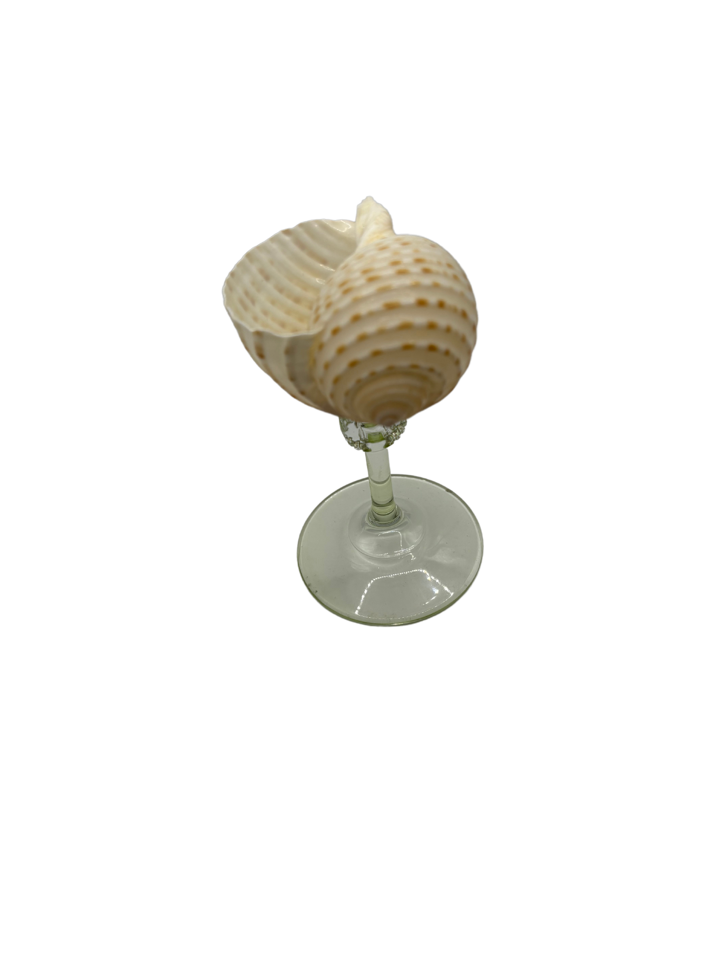 Shell glas