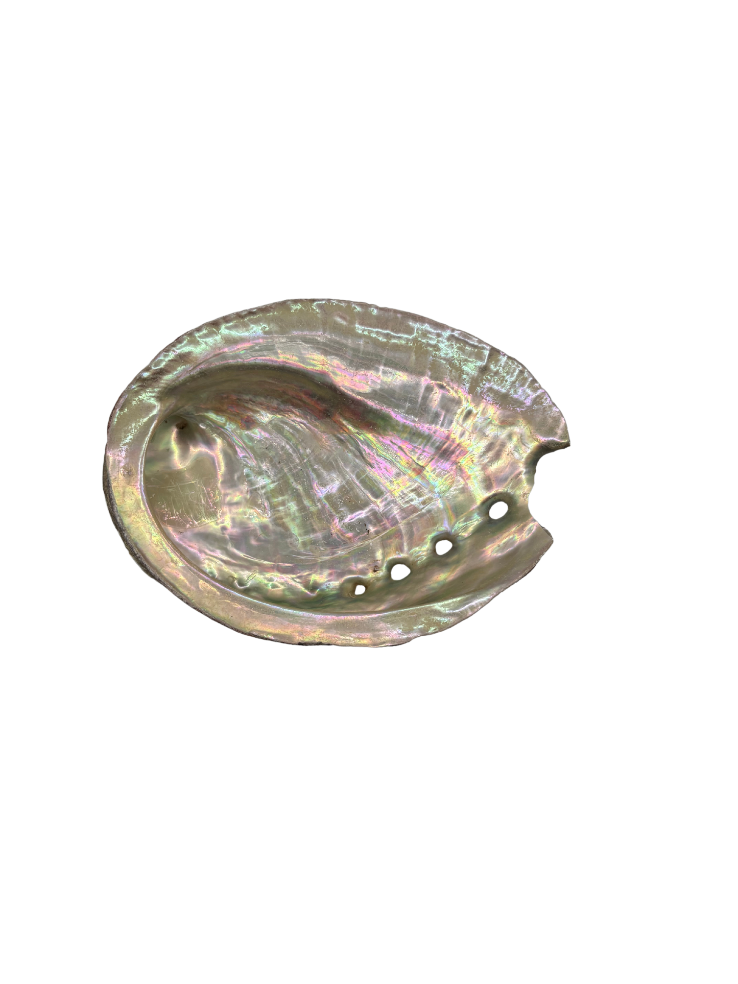 Shell glas