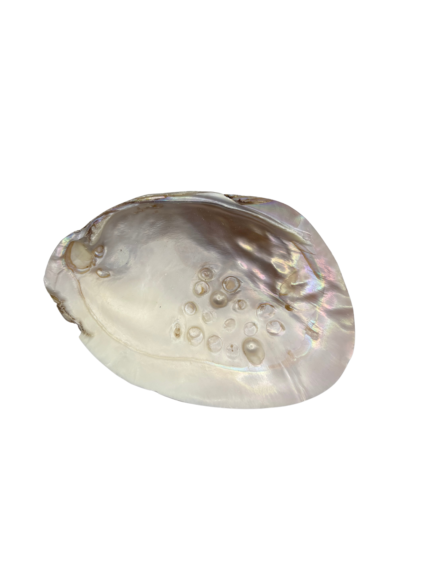 Shell glas