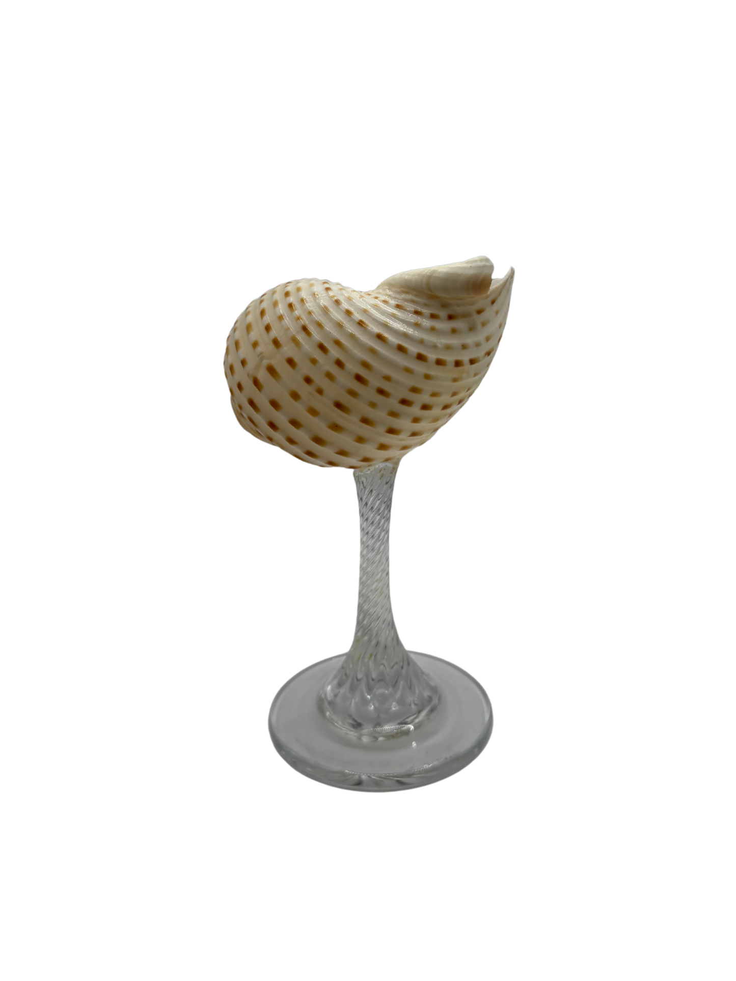Shell glass