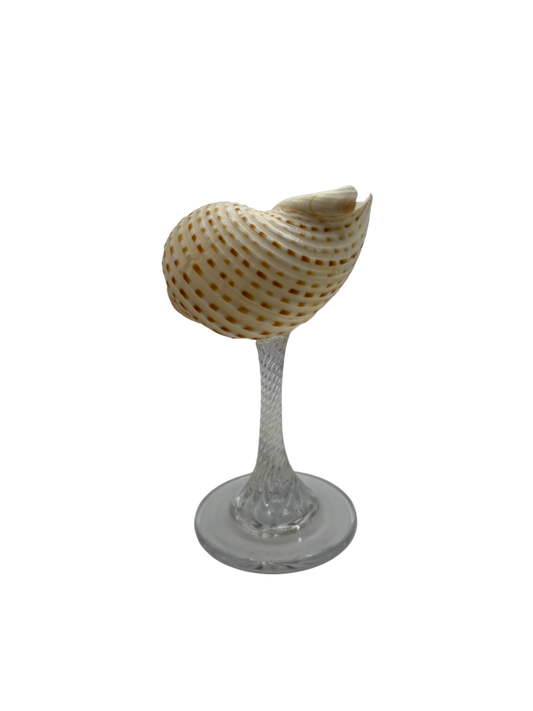 Shell glass